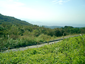 【写真】山の中をかき分けるように
